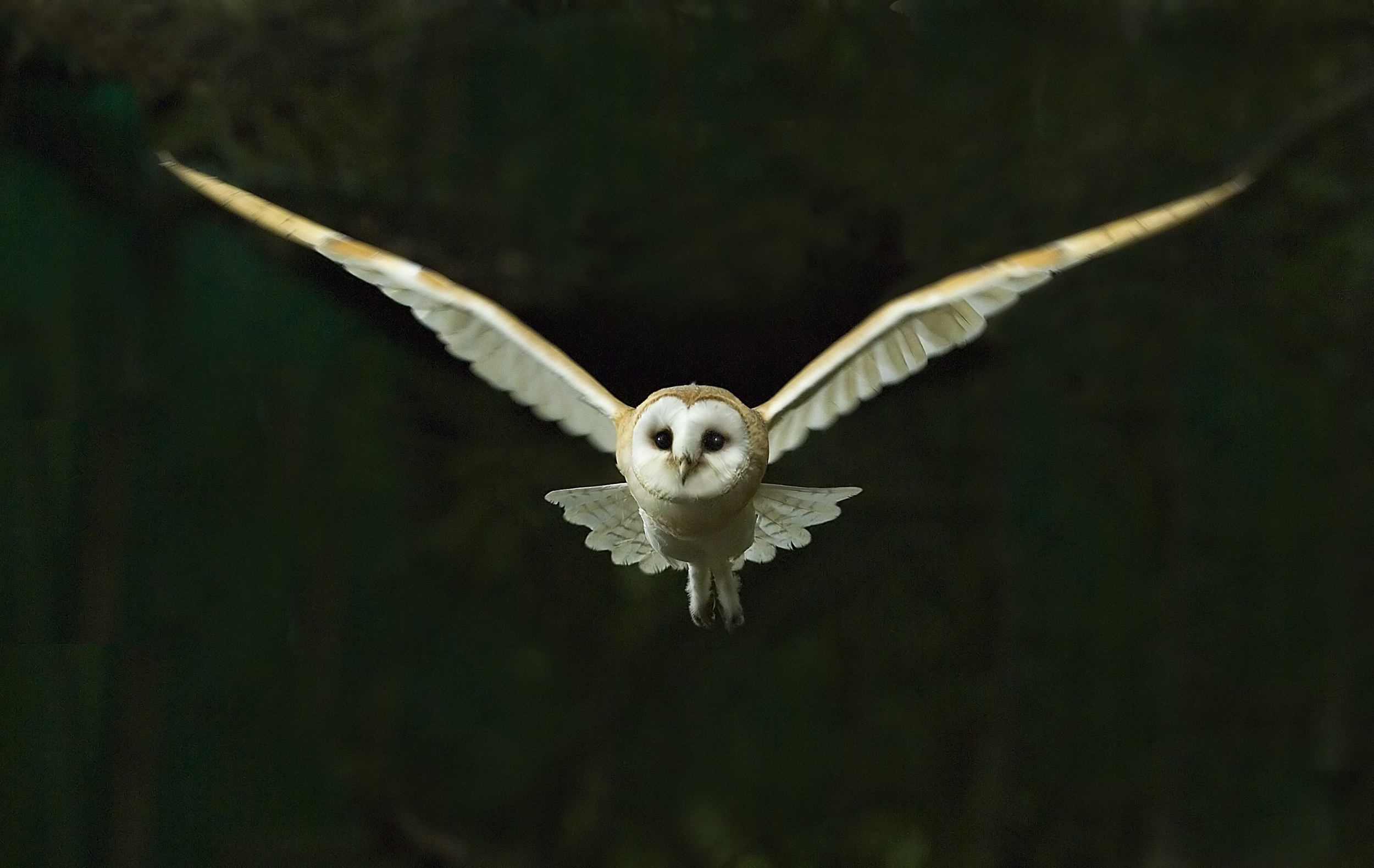 Barn Owl Tyto alba flying at night North Norfolk November