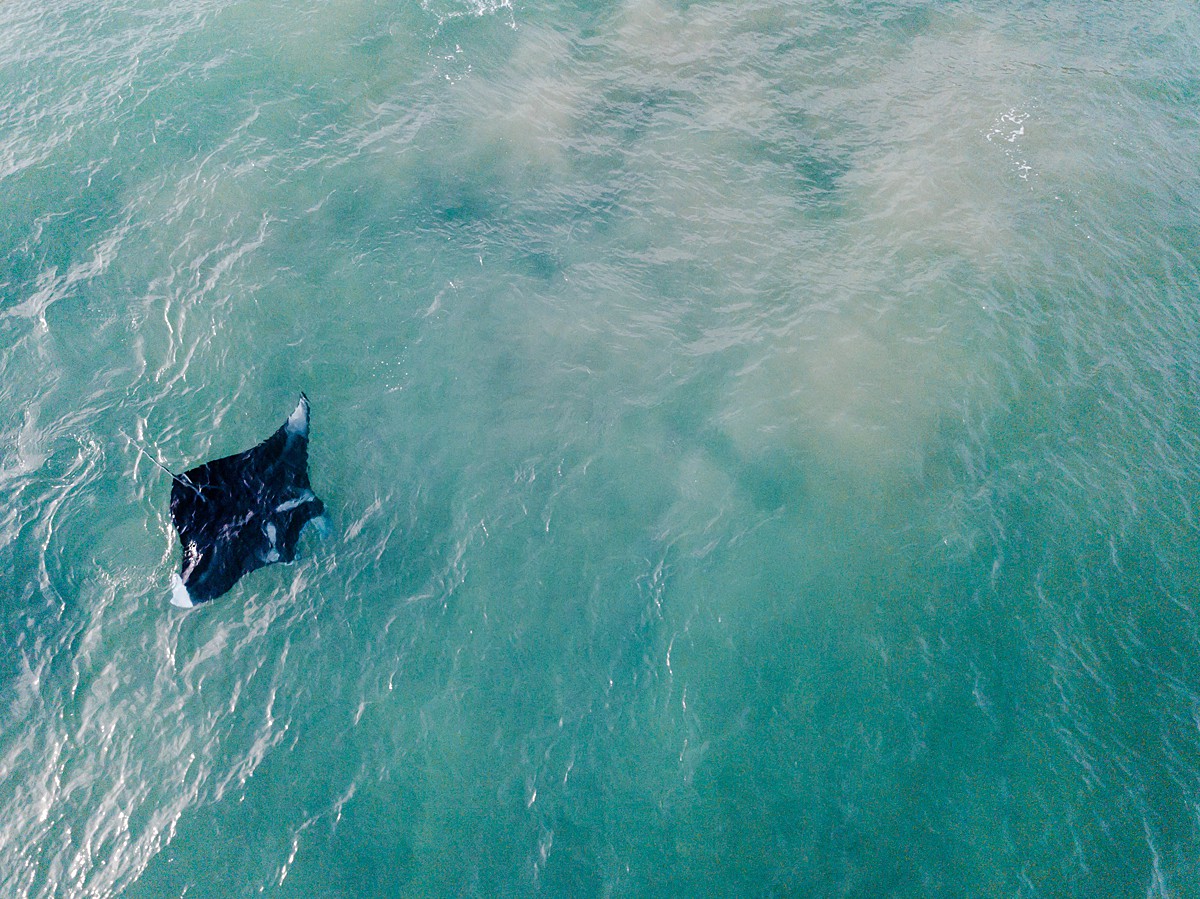 manta ray in hawaii