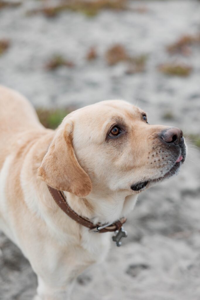 Dog at Army Navy Beach